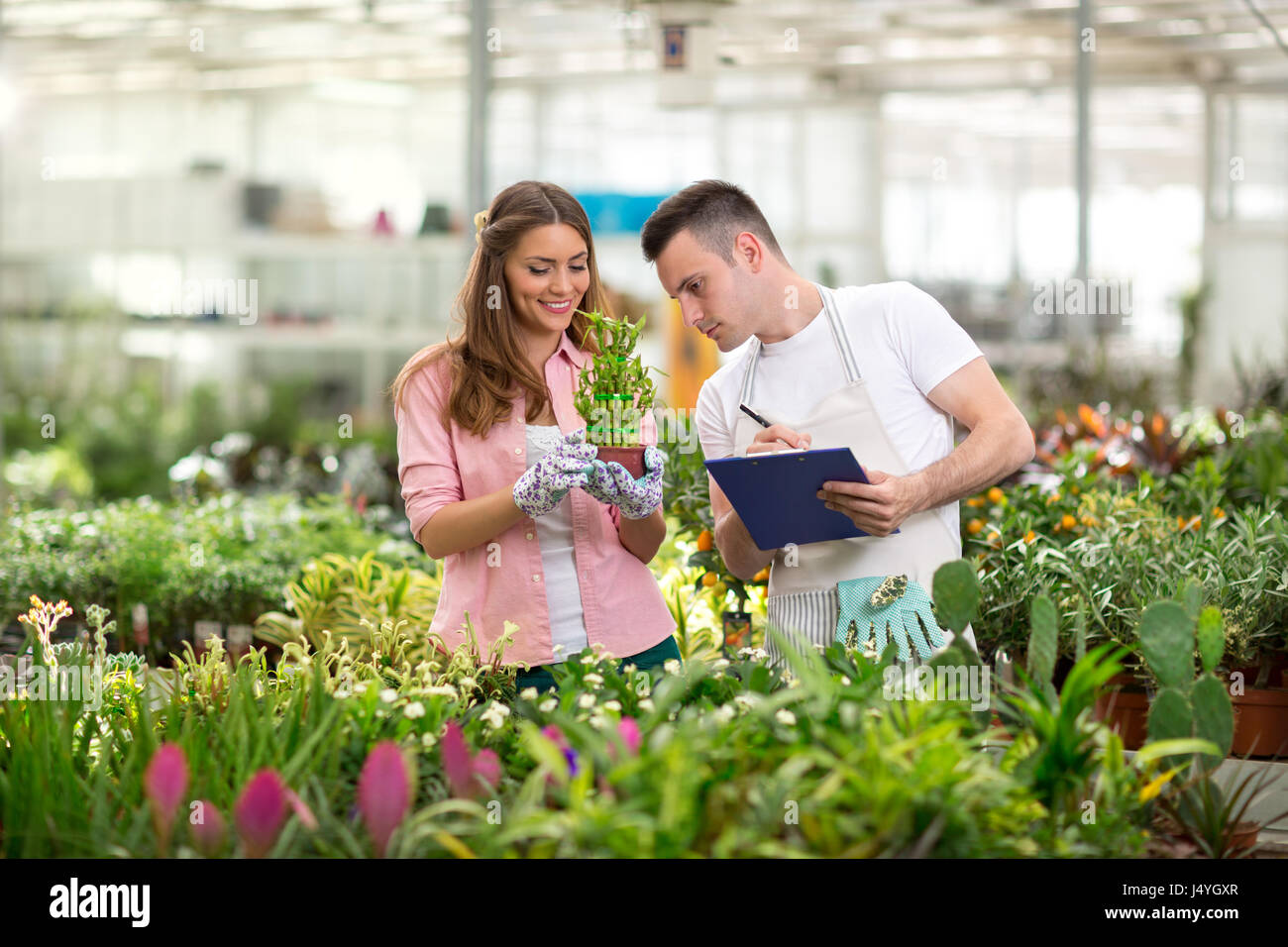 Workers monitor the growth and development of bamboo at green house Stock Photo