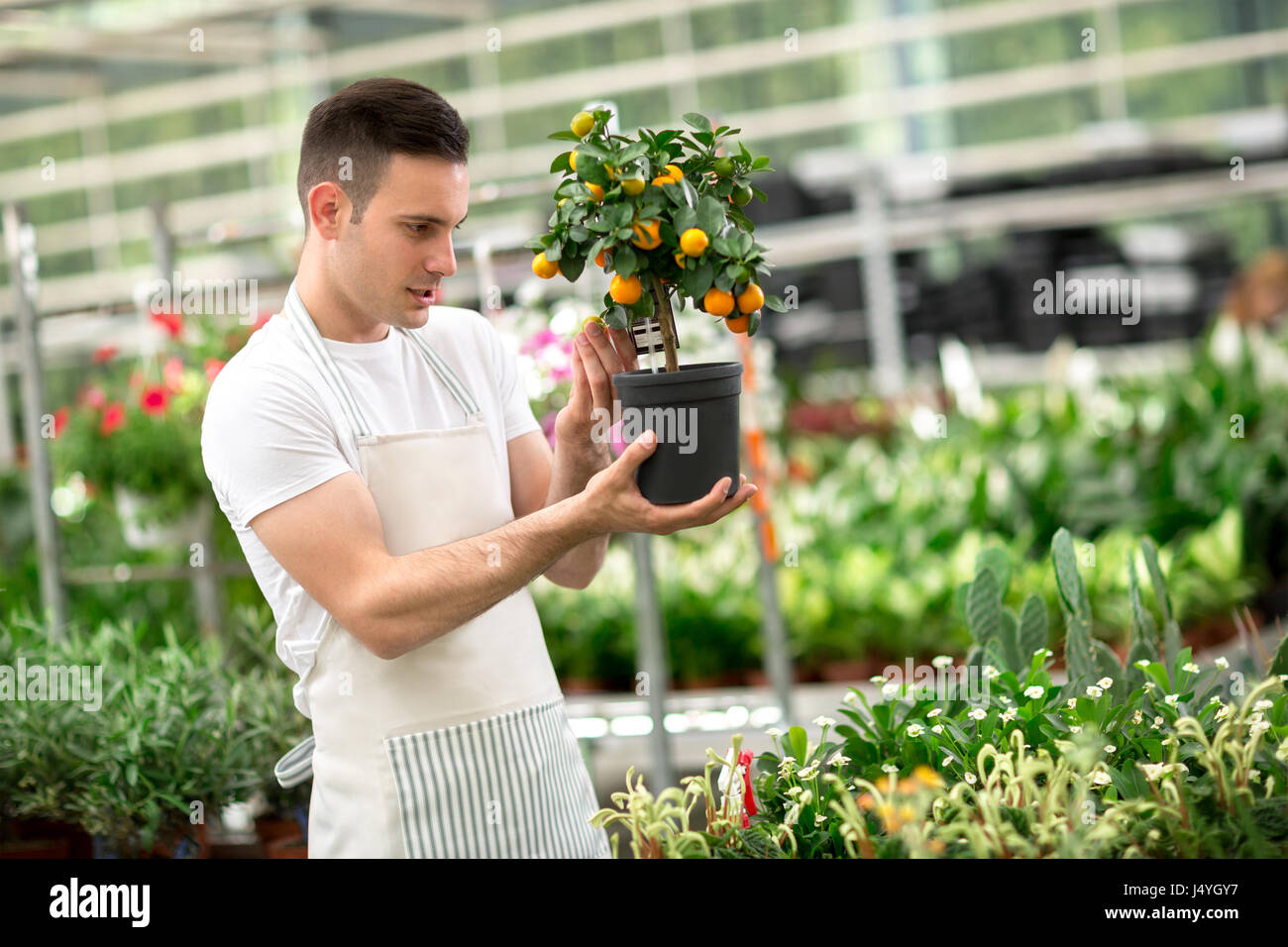 Male  botanist care  of kumquat Stock Photo