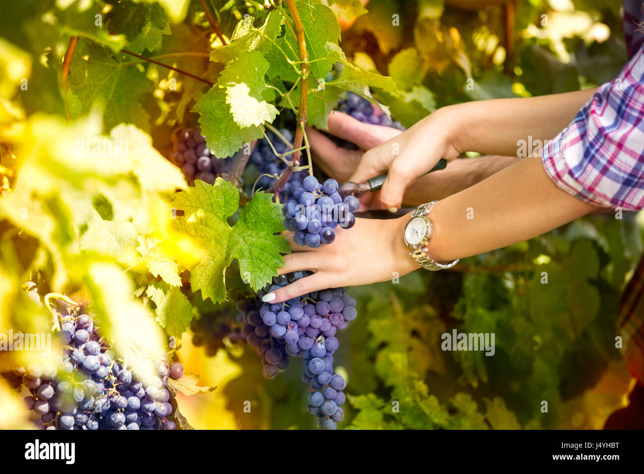 Winemaker woman picking grapes at harvest time, close up Stock Photo