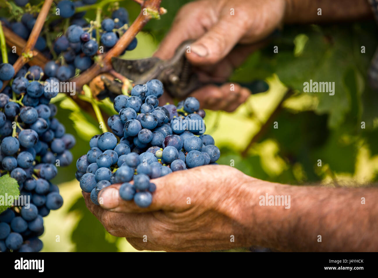 Close up of farmer male hands picking grape Stock Photo