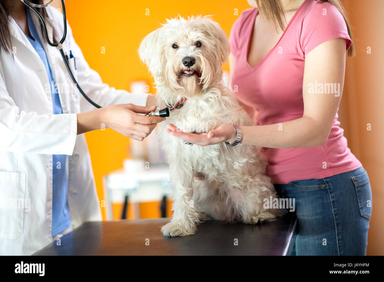 Respiration check up of sick Maltese dog while giving paw in vet clinic