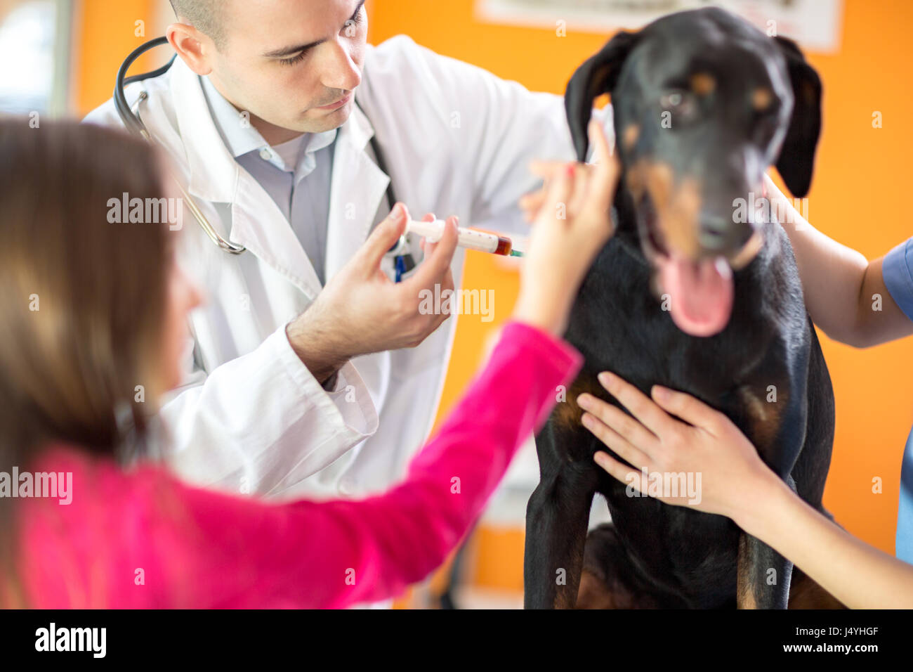 Male veterinarian at work giving injection to sick Great Done dog in