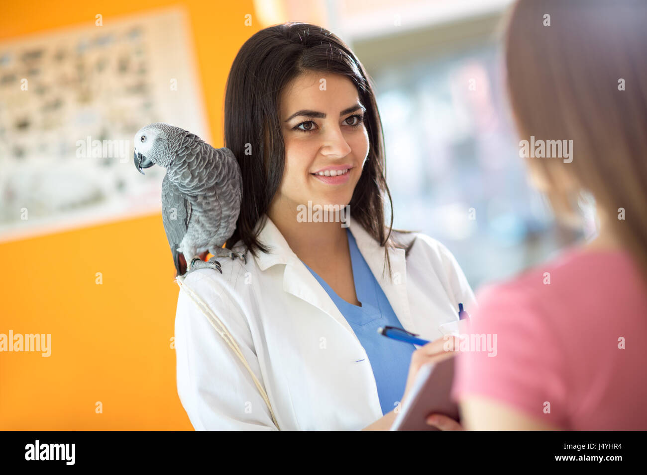 Veterinarian diagnosing problems with sick African gray parrot in vet clinic Stock Photo Alamy