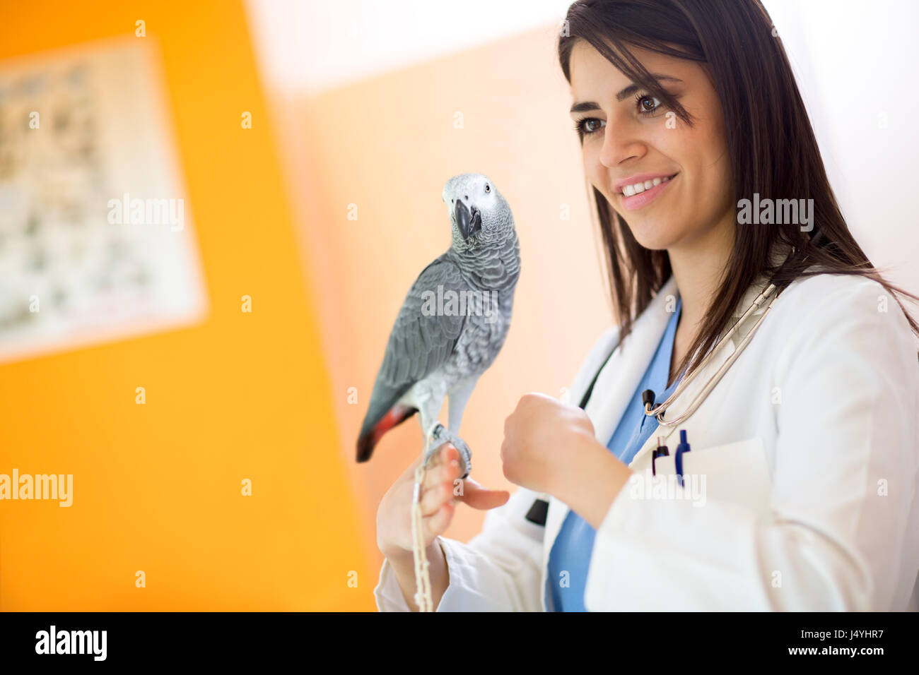 Beautiful veterinarian examining sick African grey parrot in vet clinic Stock Photo Alamy