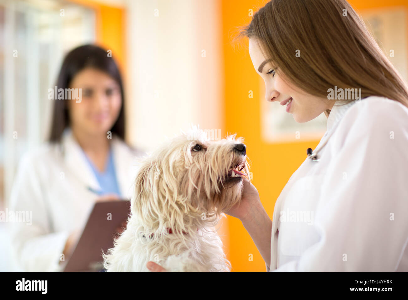 Young veterinarian comforting beautiful Maltese dog in vet clinic Stock Photo