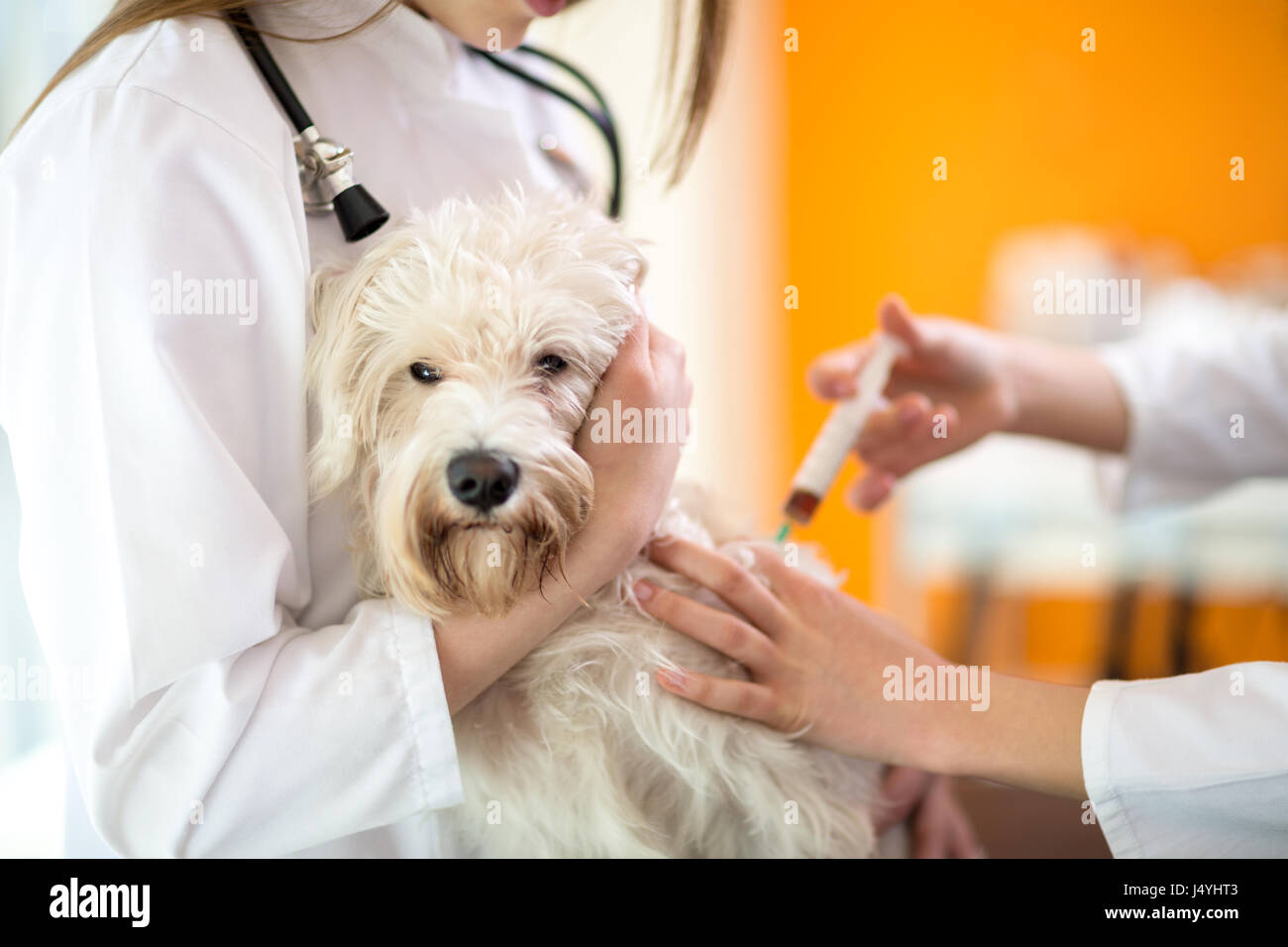 Sick sad Maltese dog receive injection in vet clinic Stock Photo