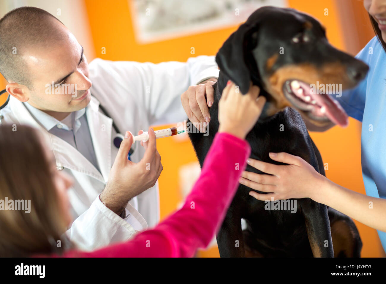 Veterinarian healing sick Great Done dog with injection in vet ambulant
