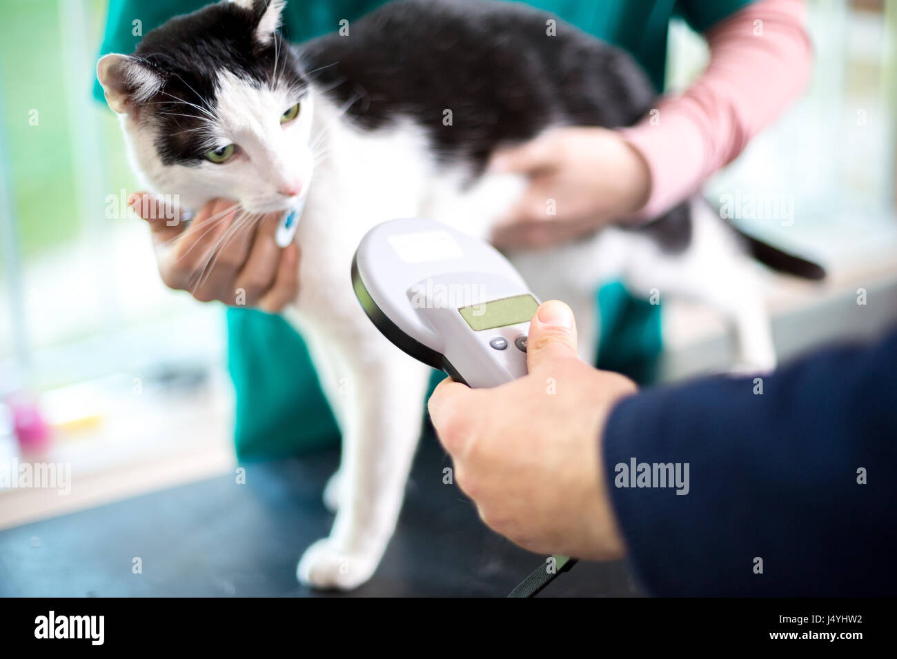 Veterinarian identify cat by microchip implant Stock Photo Alamy