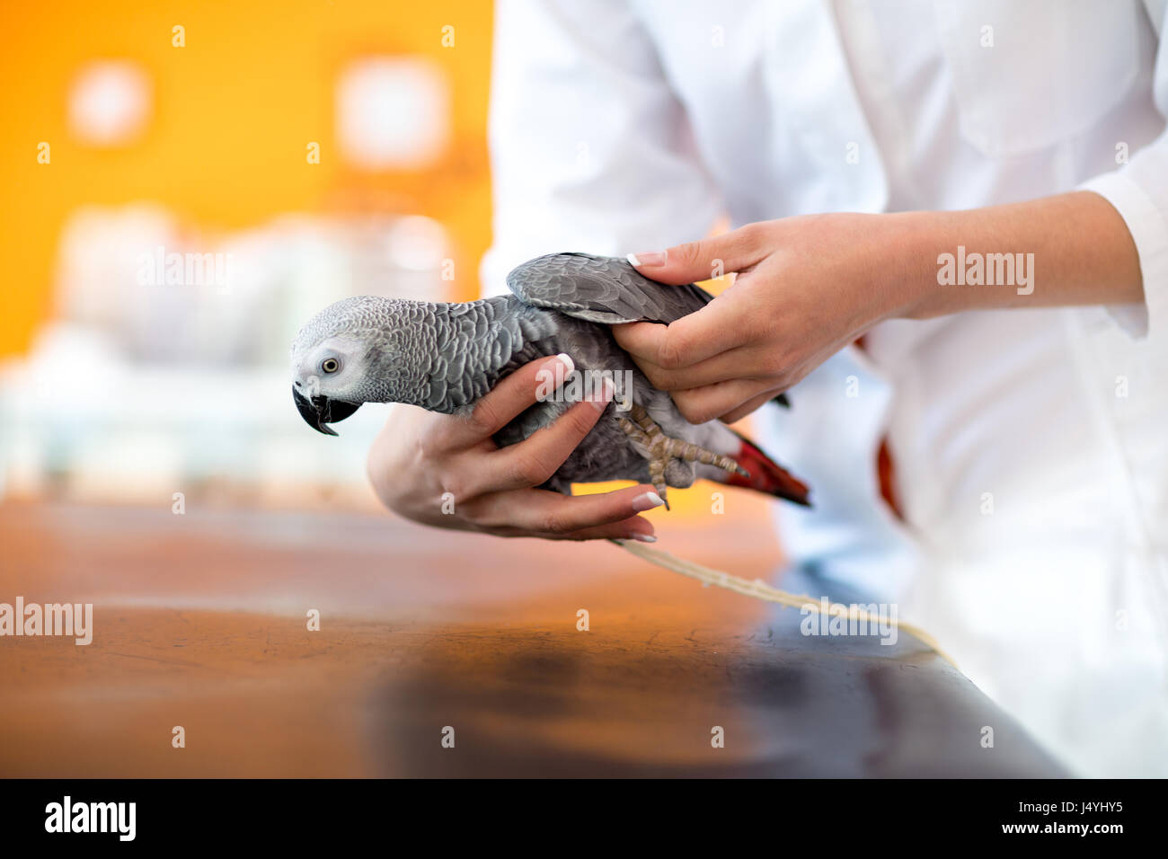 Examination of sick African gray parrot in vet clinic Stock Photo