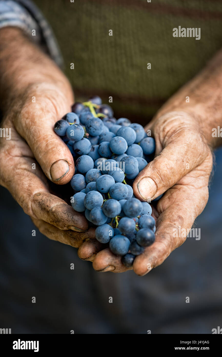 Farmers hands with cluster of grapes, farming and winemaking concept Stock Photo