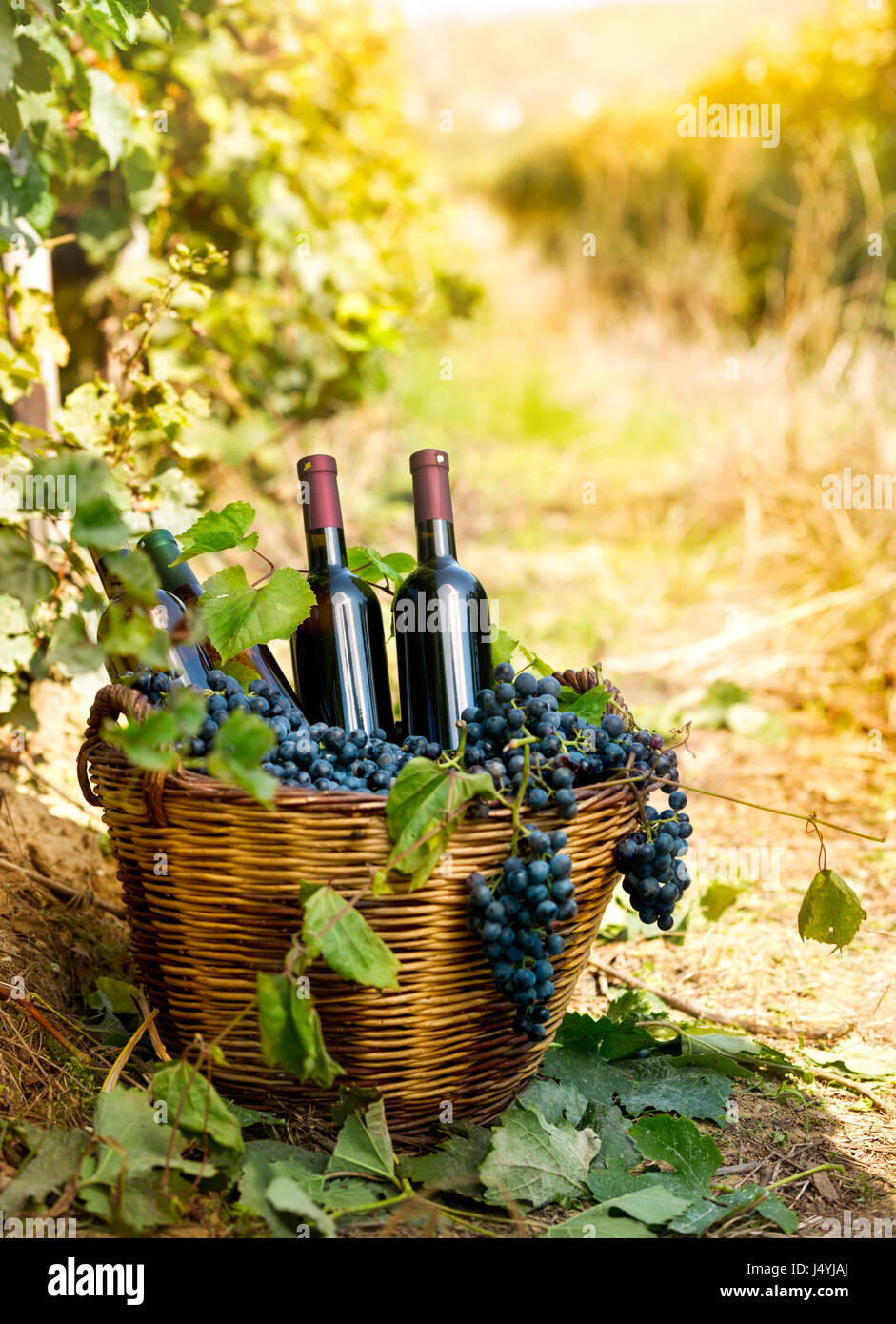 Bottles of red wine and grapes in wicker basket Stock Photo