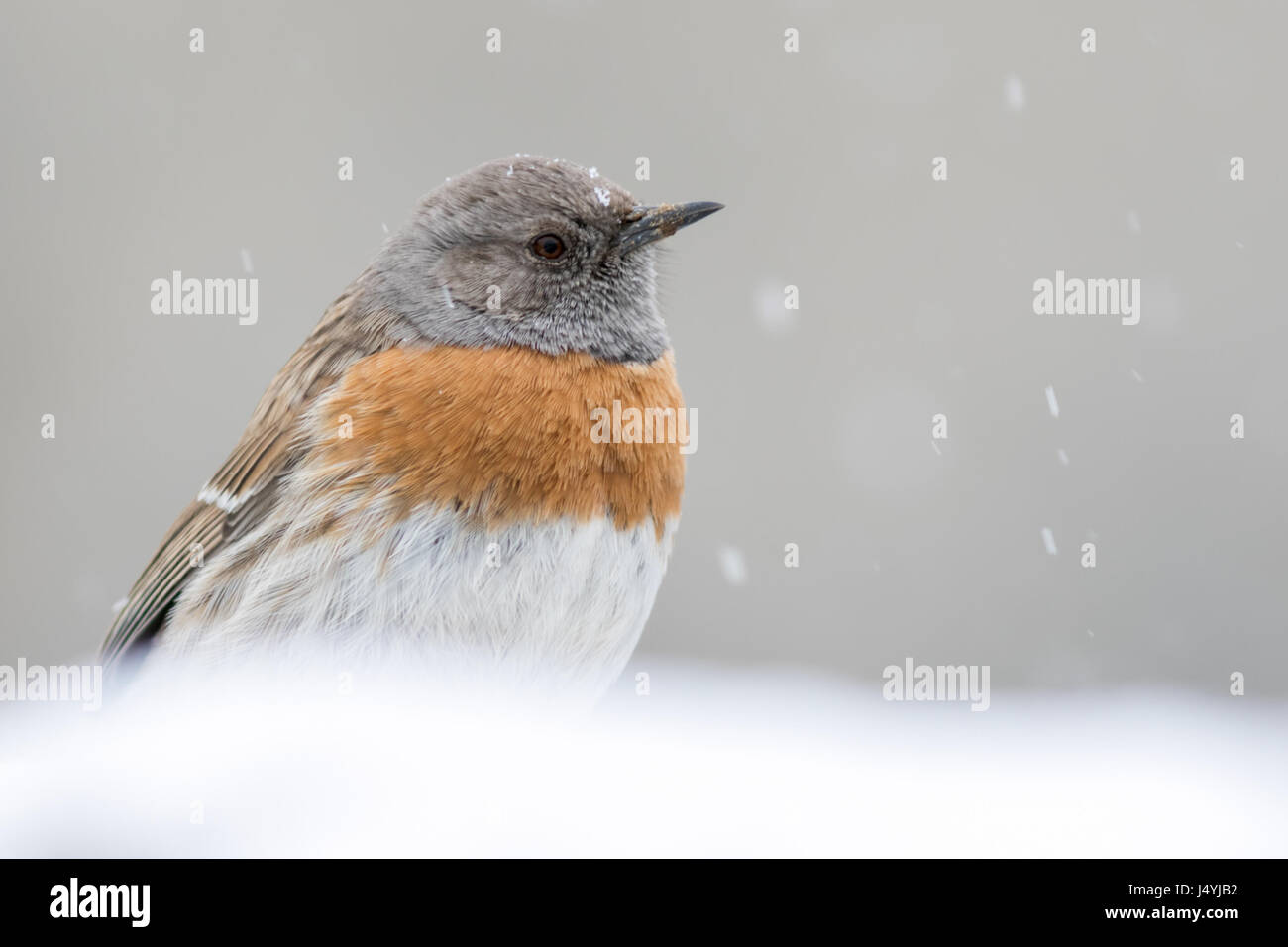 The robin accentor (Prunella rubeculoides) Stock Photo