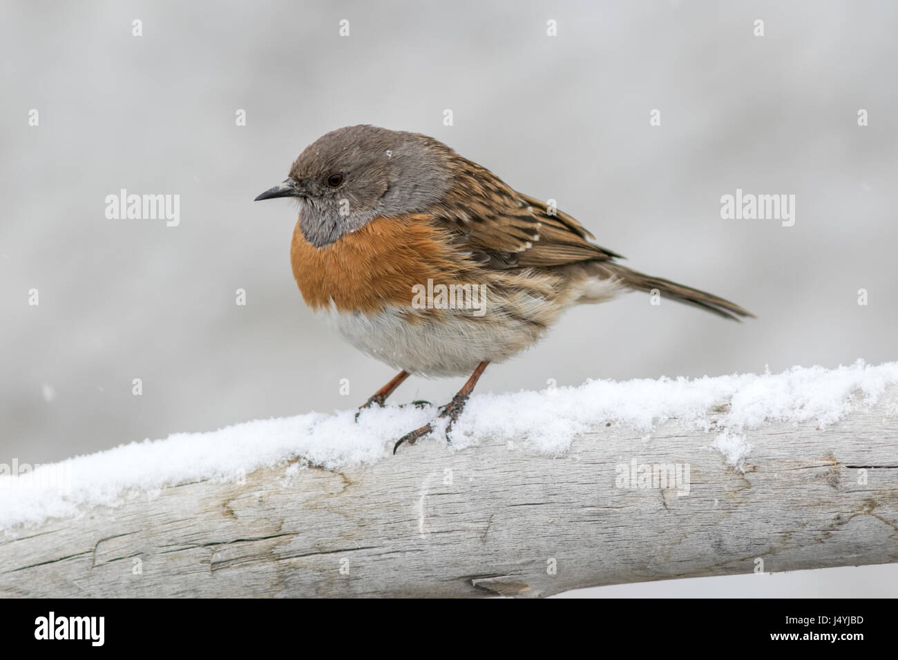 The robin accentor (Prunella rubeculoides) perched on bark in heavy snow Hemis National Park, Ladakh, India. Stock Photo