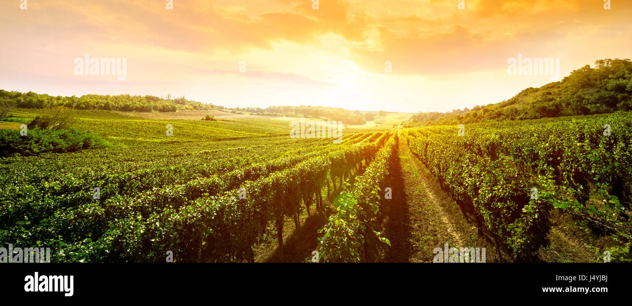 landscape of vineyard, nature background Stock Photo