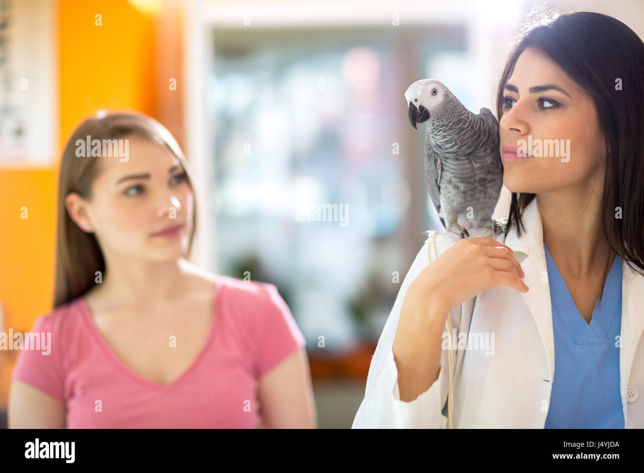 Sick parrot going with veterinarian to do exam in vet clinic Stock Photo
