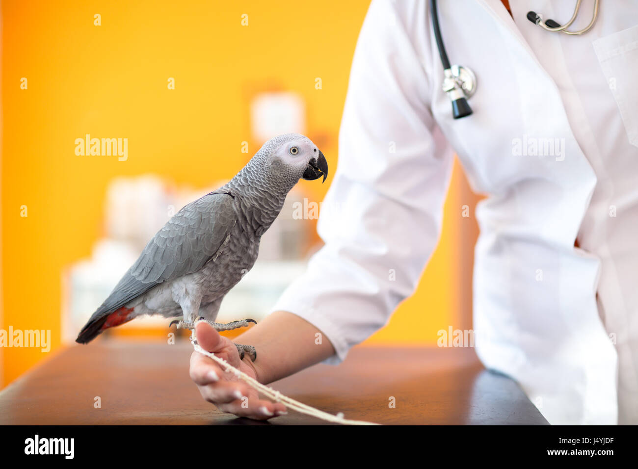 Sick African grey parrot on the hand of doctor at vet clinic Stock Photo Alamy
