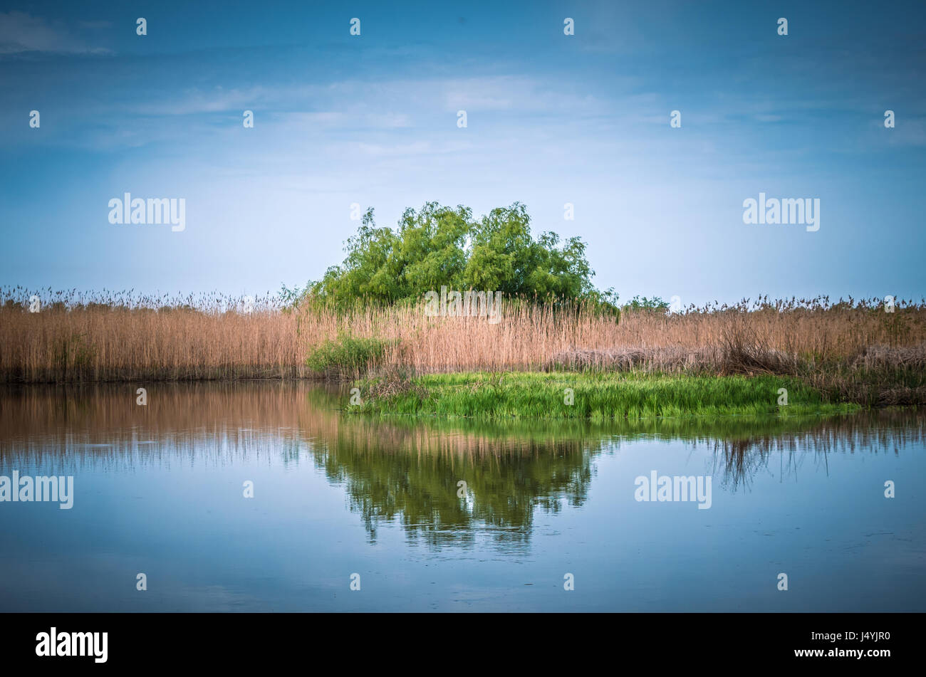 Specific Vegetation High Resolution Stock Photography and Images - Alamy