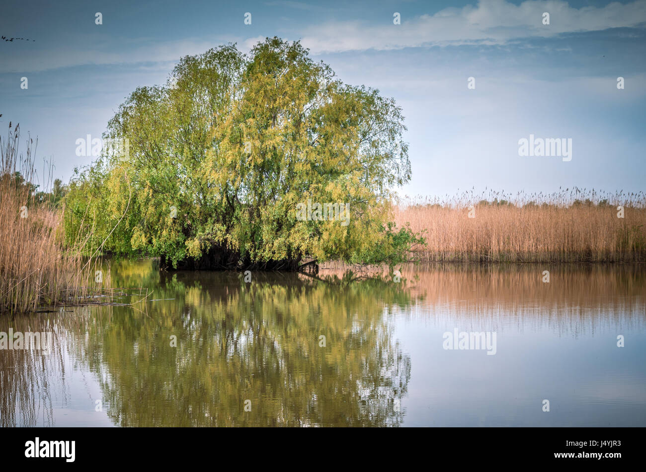 Specific vegetation hi-res stock photography and images - Alamy