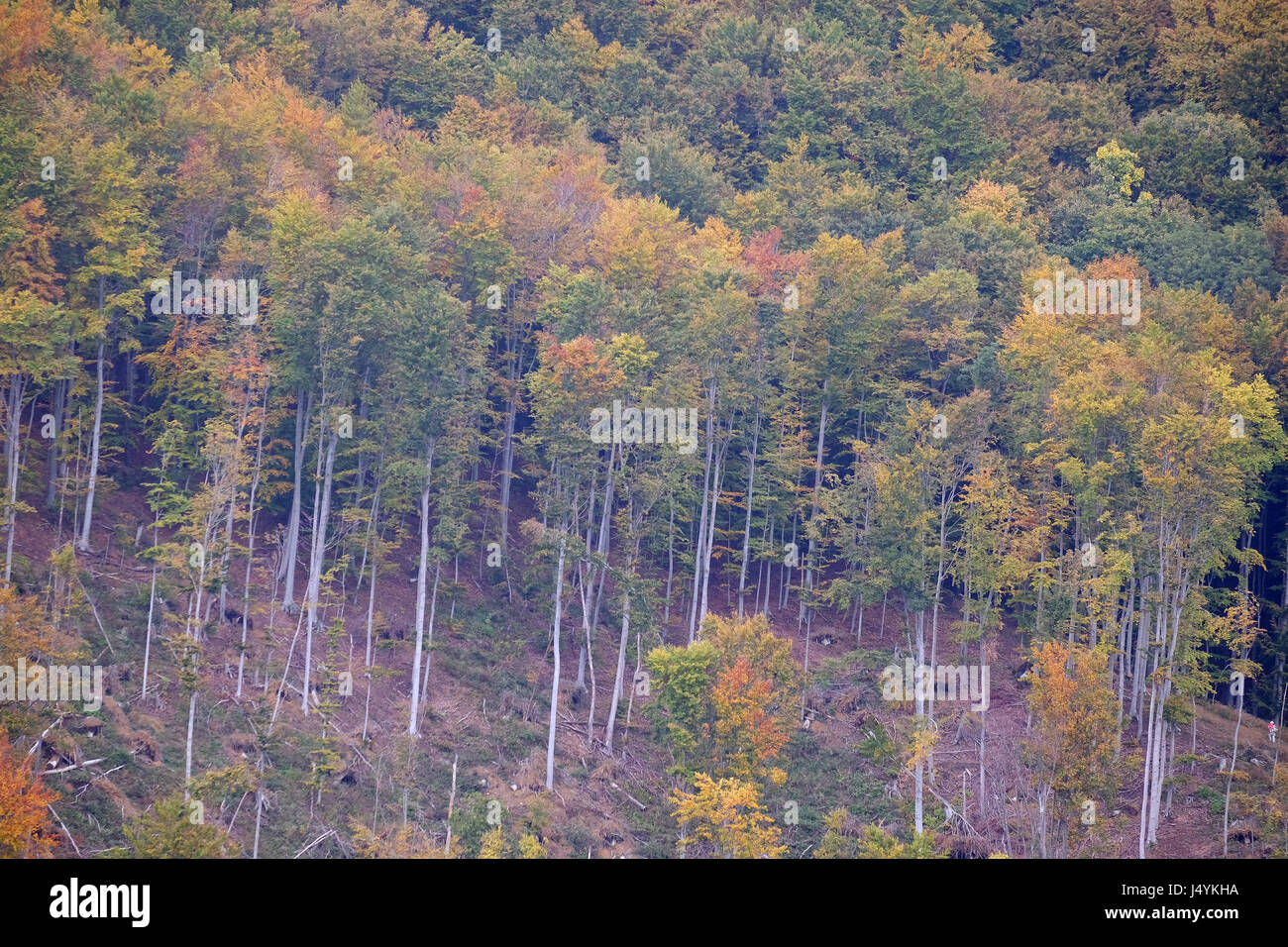 The forest in autumn colors Stock Photo - Alamy