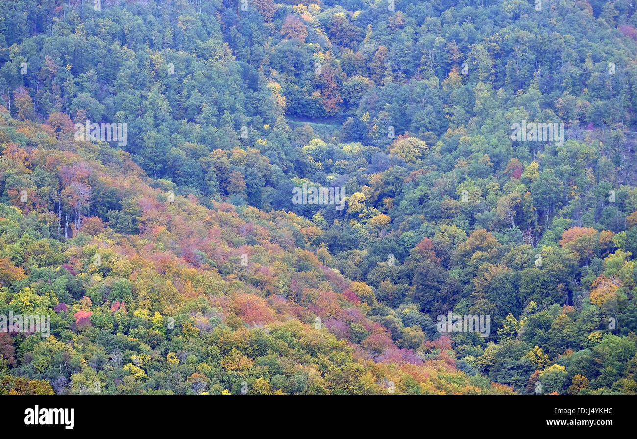 The forest in autumn colors Stock Photo - Alamy