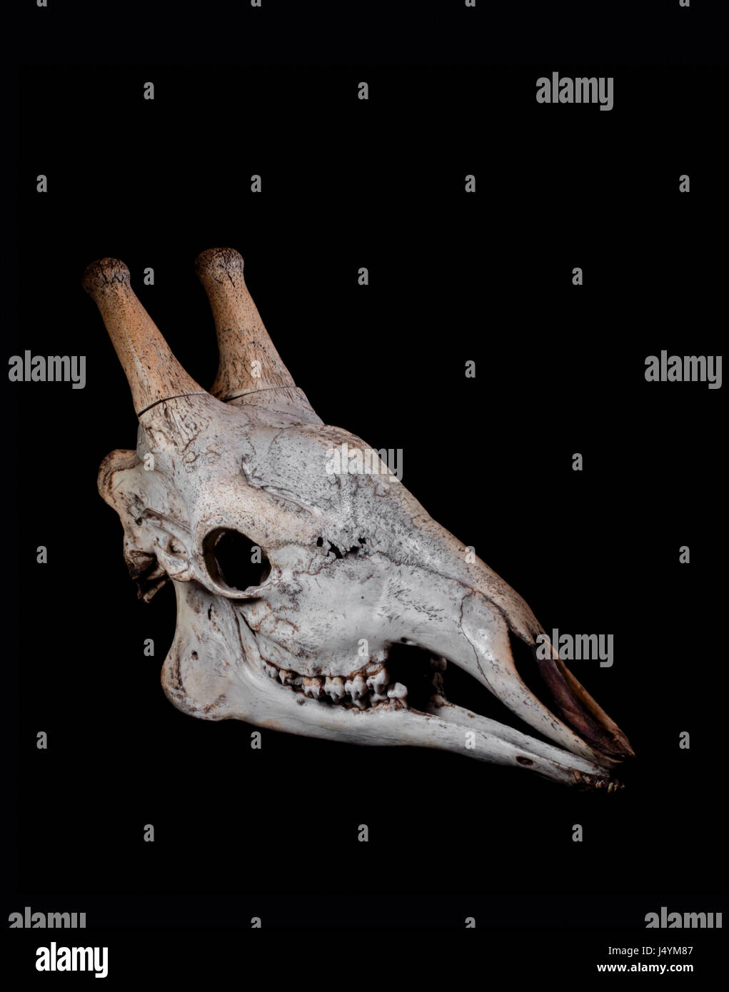 A Giraffe Skull, not a Replica, against a Black Background Stock Photo