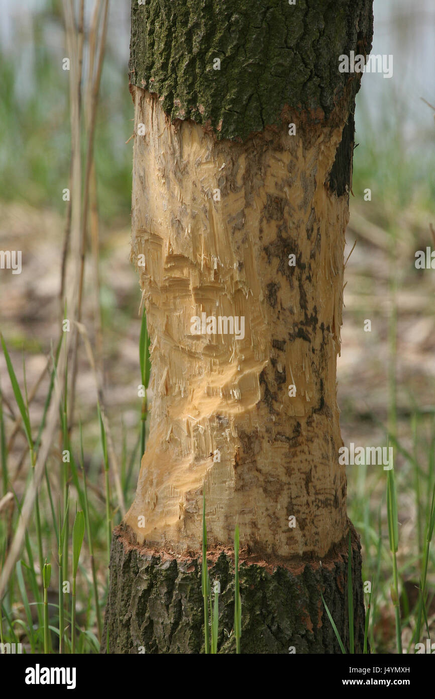 Bark peeled of from a tree by a beaver Stock Photo