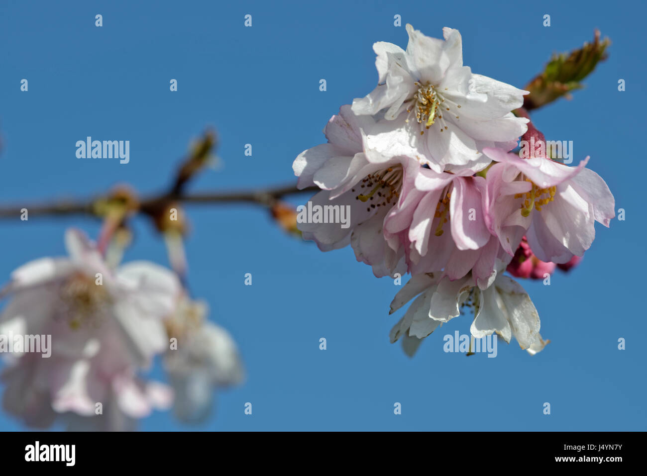 Closeup of almost white and pink cherry flowers (Prunus avium). The details of the flower (stamen, anther, stigma and style) together with the petals are very pretty. Stock Photo