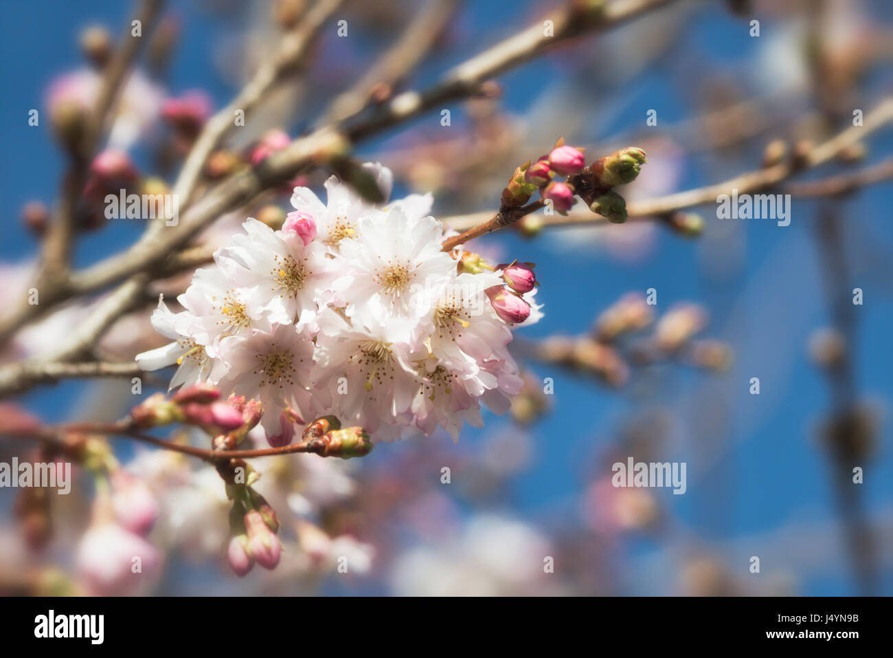 This cherry flowers  (Prunus avium) are light pink. They show style and stigma sourrounded by stamen and anther. Stock Photo