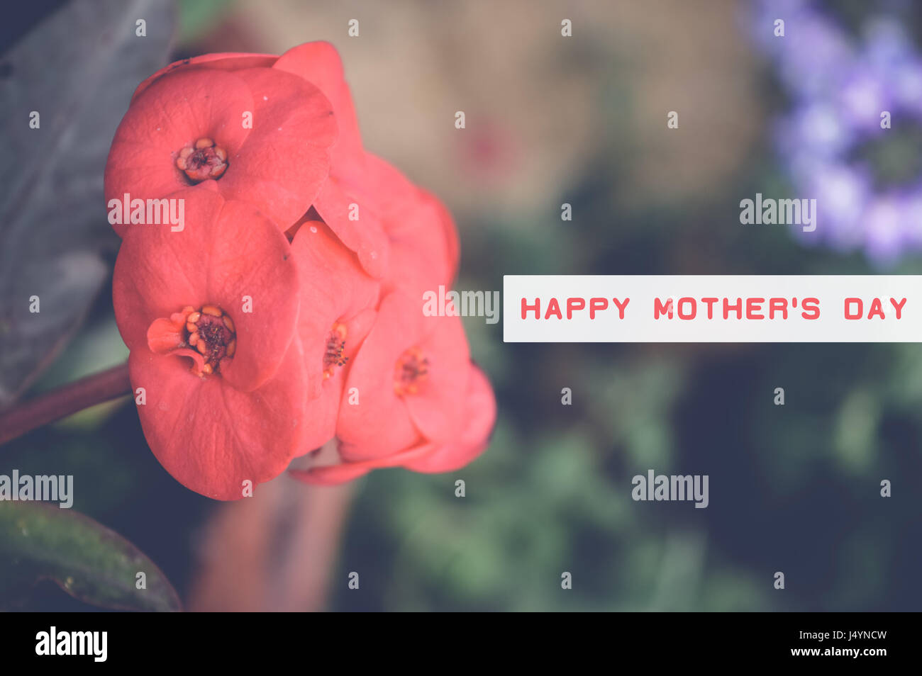 happy mother's day card wth red flowers background Stock Photo - Alamy