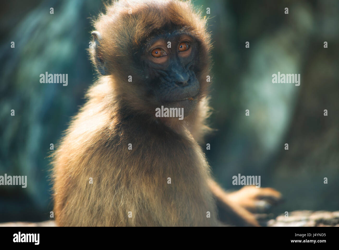 A sitting Gelada (Theropithecus gelada), which was very interested on my actions at the other side of the glass, is looking directly into the camera.|Gelada (Theropithecus gelada) Stock Photo