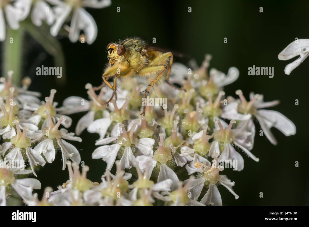 Umbelliferous flowers of Hogweed / Cow Parsnip / Heracleum sphondylium with Yellow Dung Fly / Scathophaga stercoria. Stock Photo