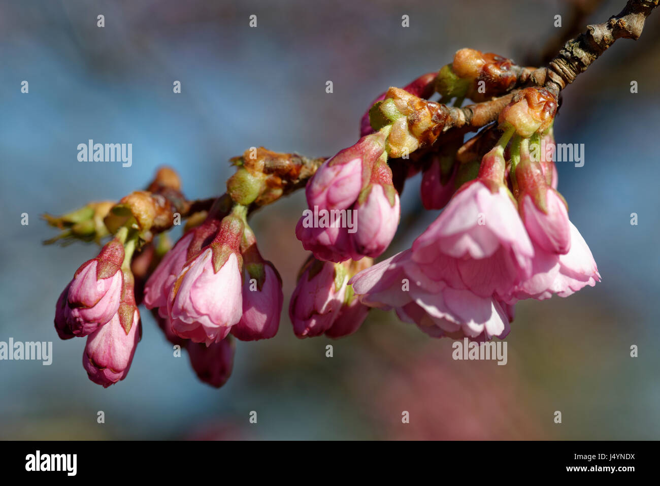 The buds of a cherry tree (Prunus avium) are pink, which is in contrast to the blue sky in the blurred background. Stock Photo
