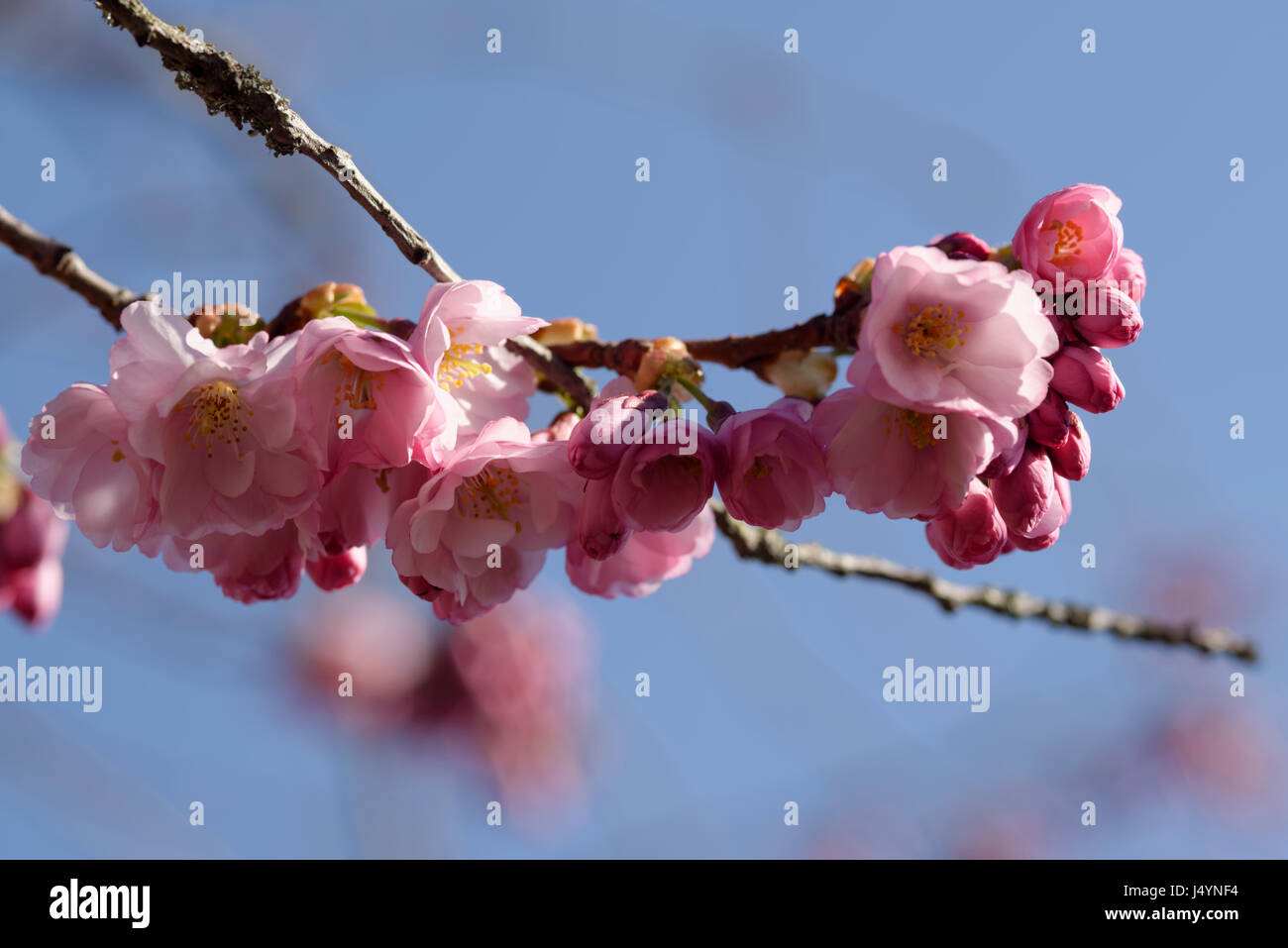 The blue of the sky is in contrast to the pink of the blossums on a branch a cherry tree (Prunus avium) Stock Photo