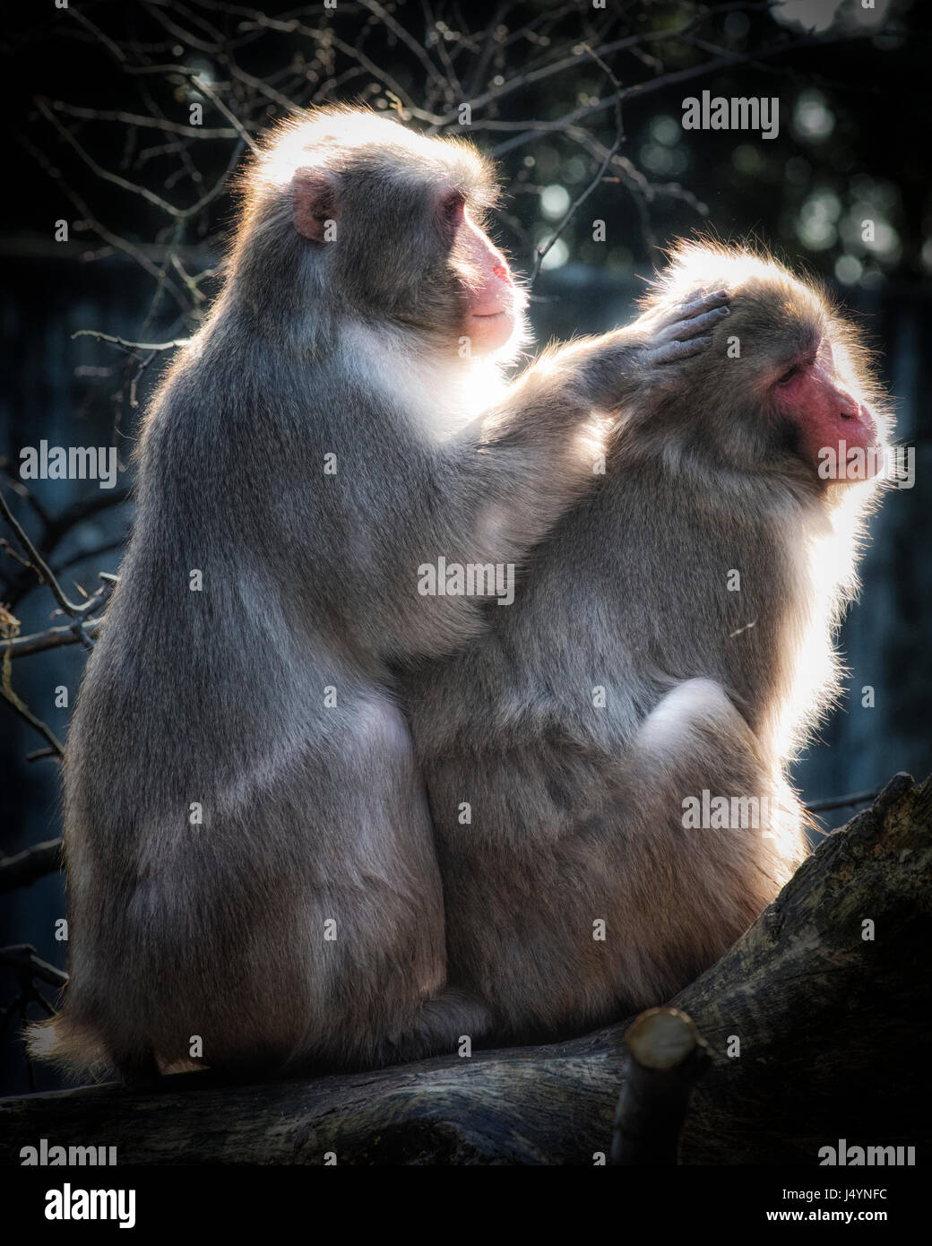 Japanese macaque (Macaca fuscata)) are maintaining there social relationshipsff in the group with grooming each other. Stock Photo