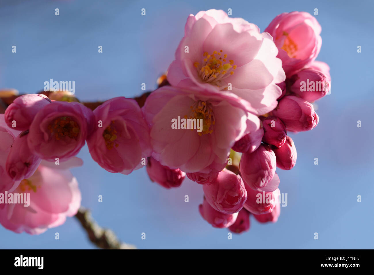 A branch of an cherry tree (Prunus avium) is full with buds and flowers. The backlight let it shine. Stock Photo