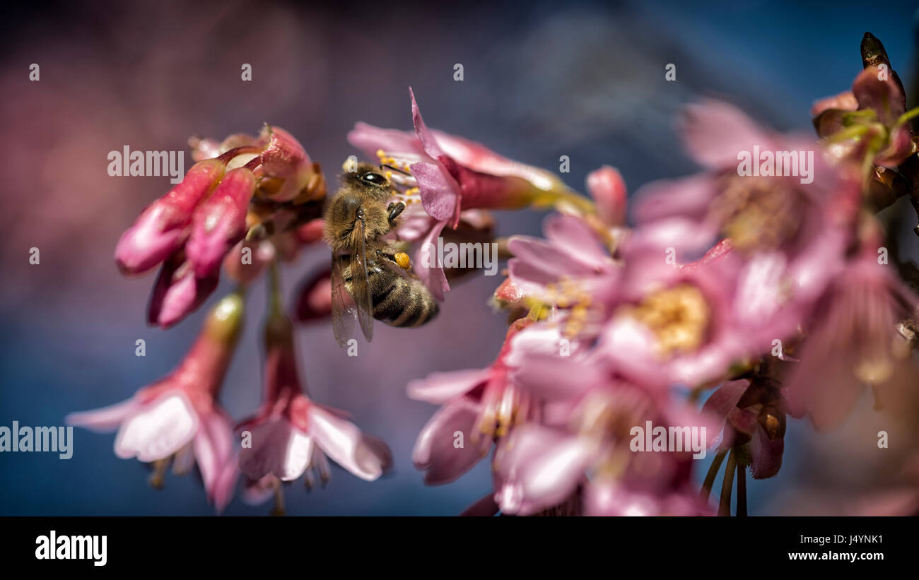An European honey bee (Apis mellifera)collects nectar and pollen at a flowering  cherry tree (Prunus avium). Stock Photo