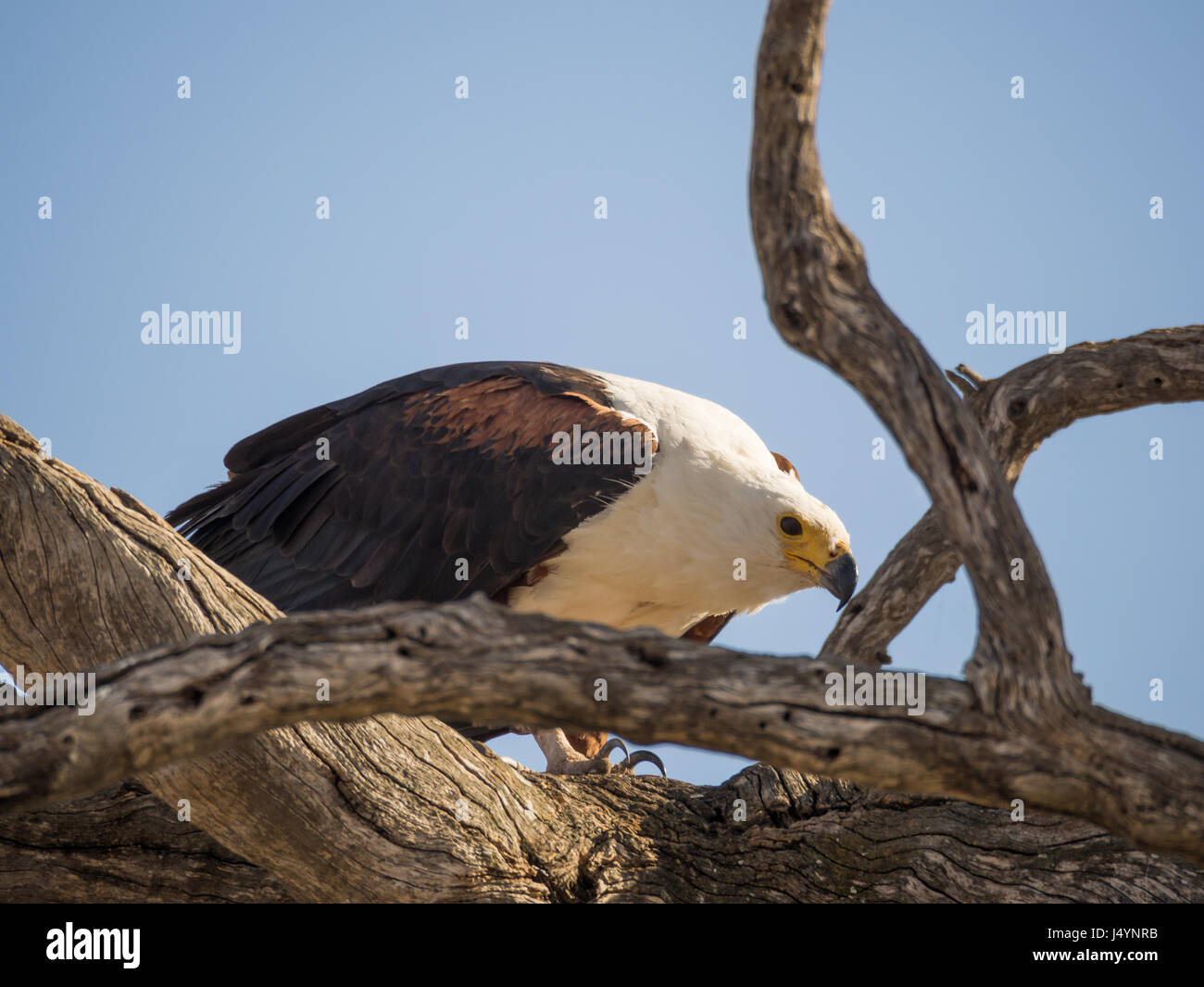 Portrait of giant African Fish Eagle sitting in dead tree, Chobe NP, Botswana, Africa. Stock Photo
