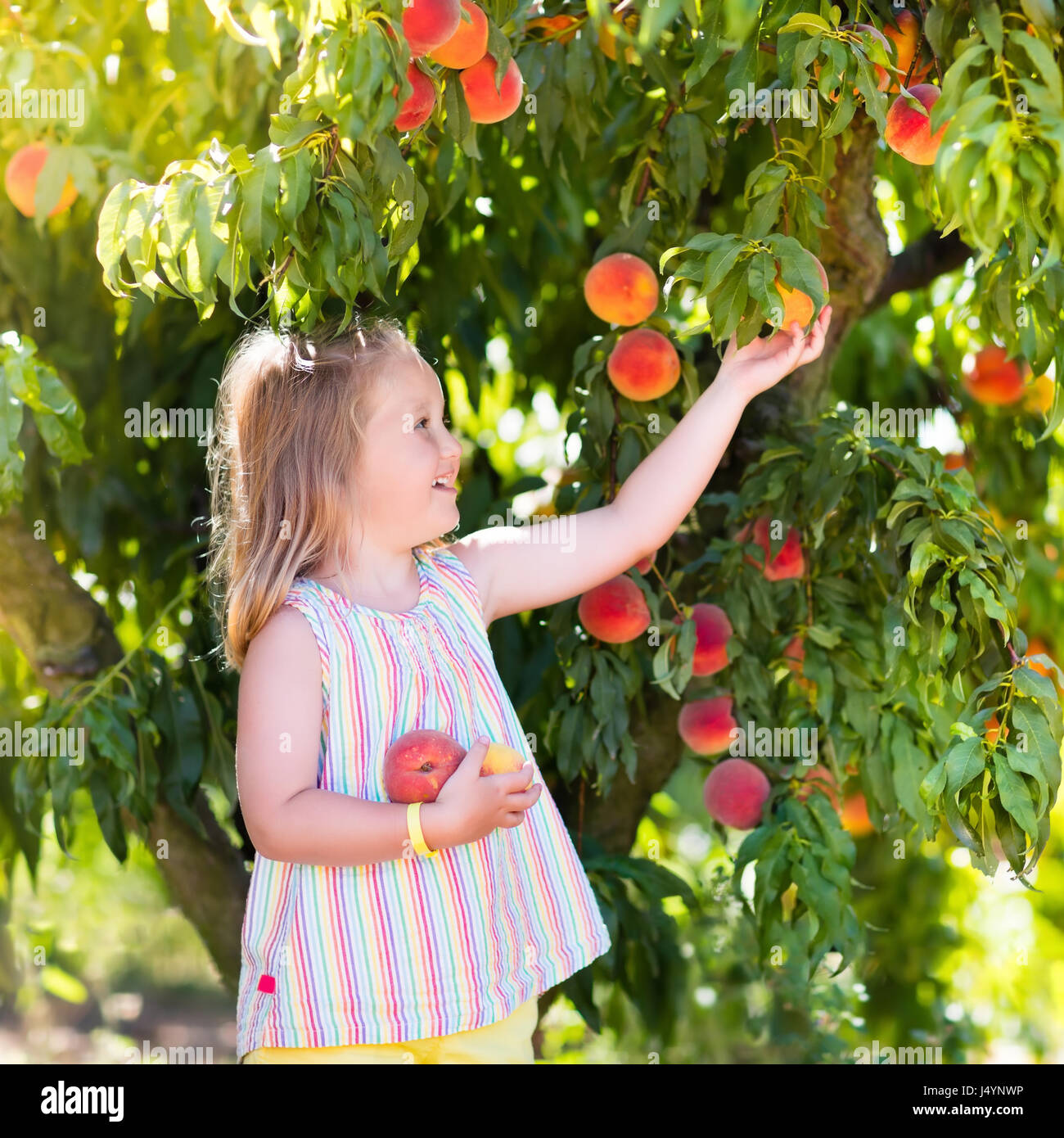Little girl picking and eating fresh ripe peach from tree on organic