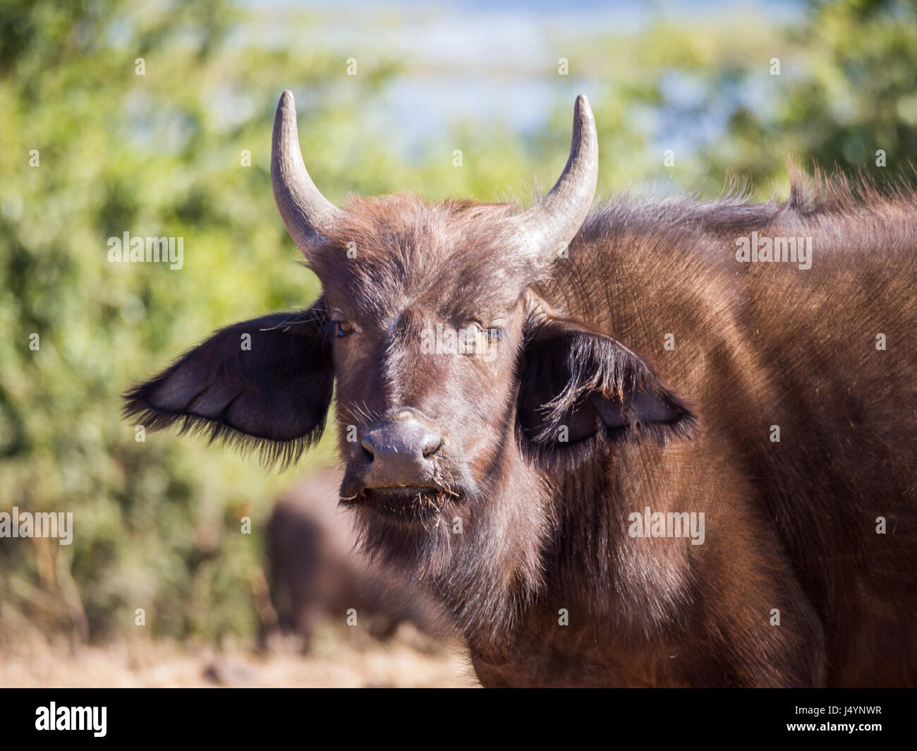 Buffalo Hair High Resolution Stock Photography and Images -