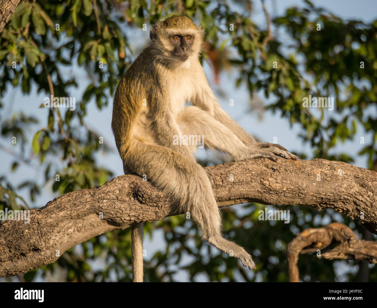 Vervet Monkey sitting relaxed in a tree on a sunny day, Chobe NP, Botswana, Africa. Stock Photo