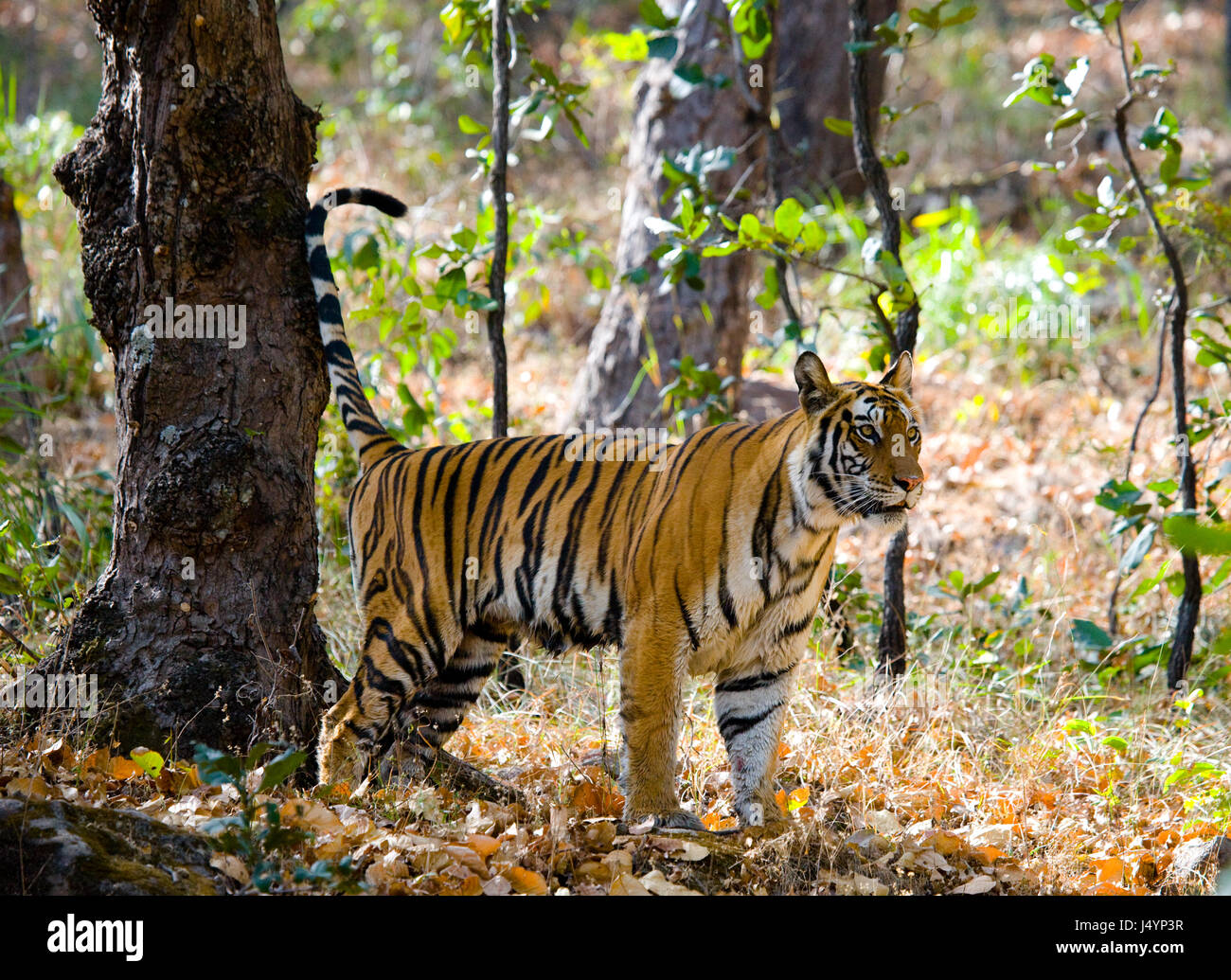 Wild tiger in the jungle. India. Bandhavgarh National Park. Madhya Pradesh. Stock Photo