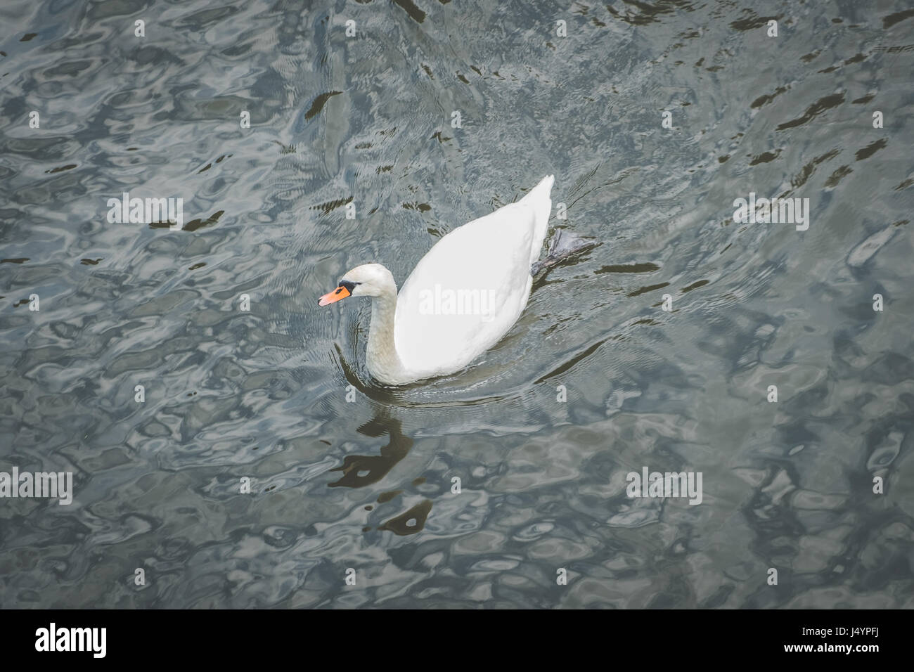 single swan in water from above - white swan Stock Photo