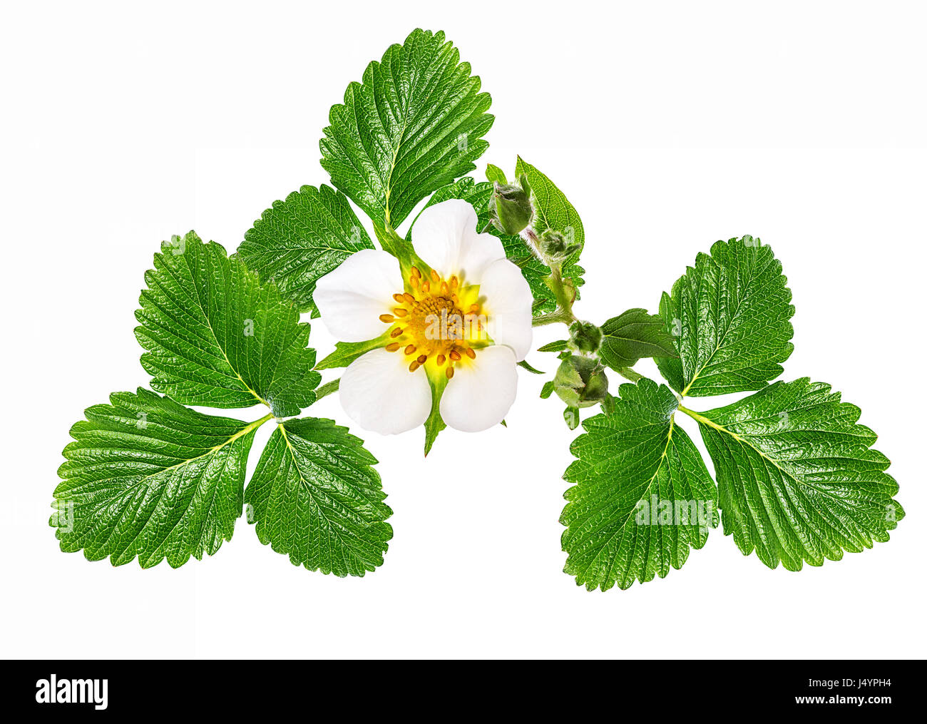 strawberry flower isolated on white background Stock Photo - Alamy