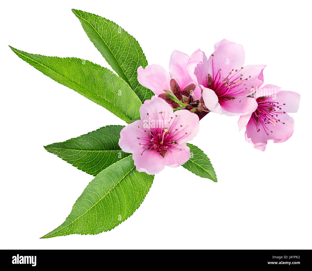 peach flowers isolated on white Stock Photo Alamy
