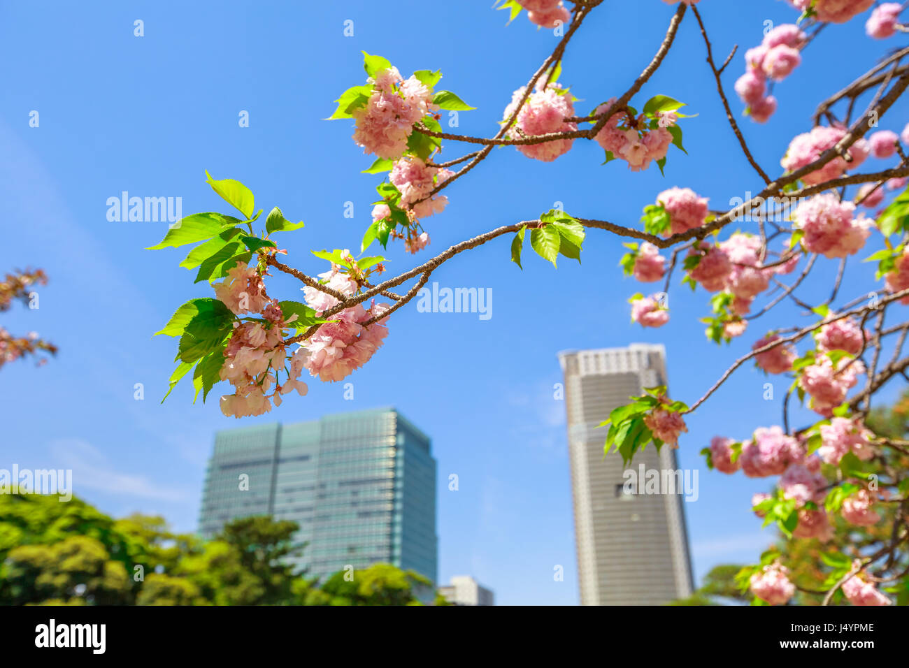 Tokyo garden hi res stock photography and images Alamy Tokyo garden hi res stock photography and images Alamy