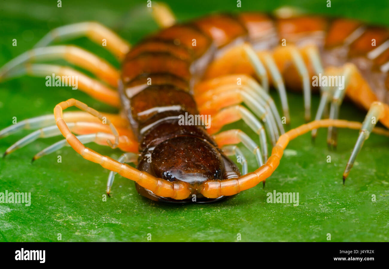 centipede resting on green leaf. found in selangor malaysia. Stock Photo