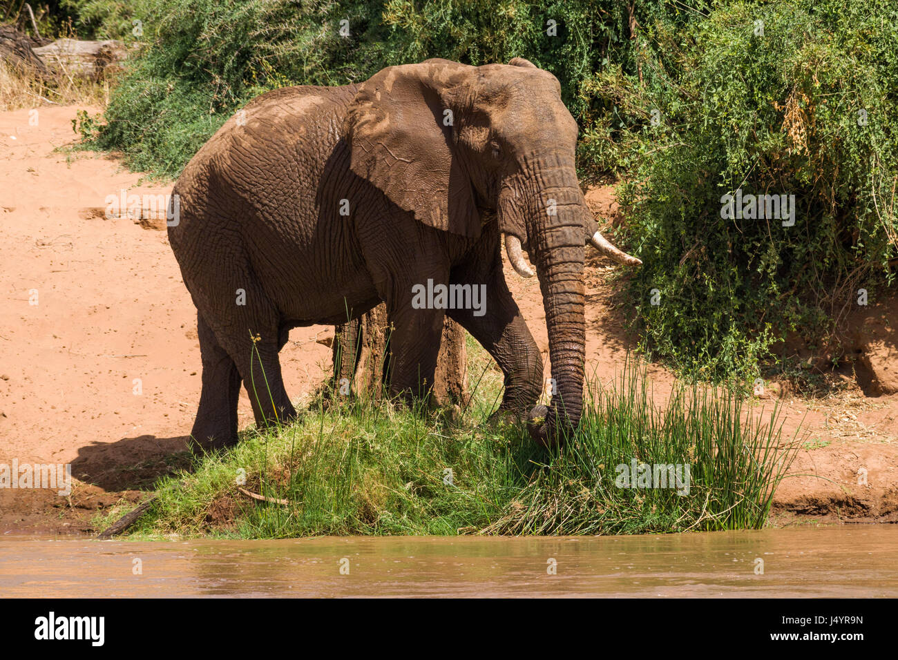 African Bush Elephant by rivers edge (Loxodonta africana), Samburu Stock Photo