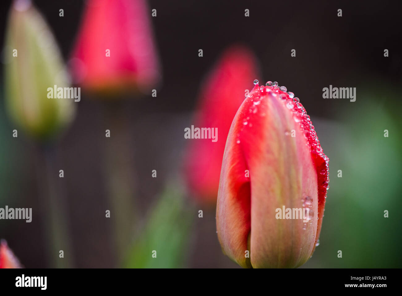 A pink tulips flowers with water drops on the edge Stock Photo