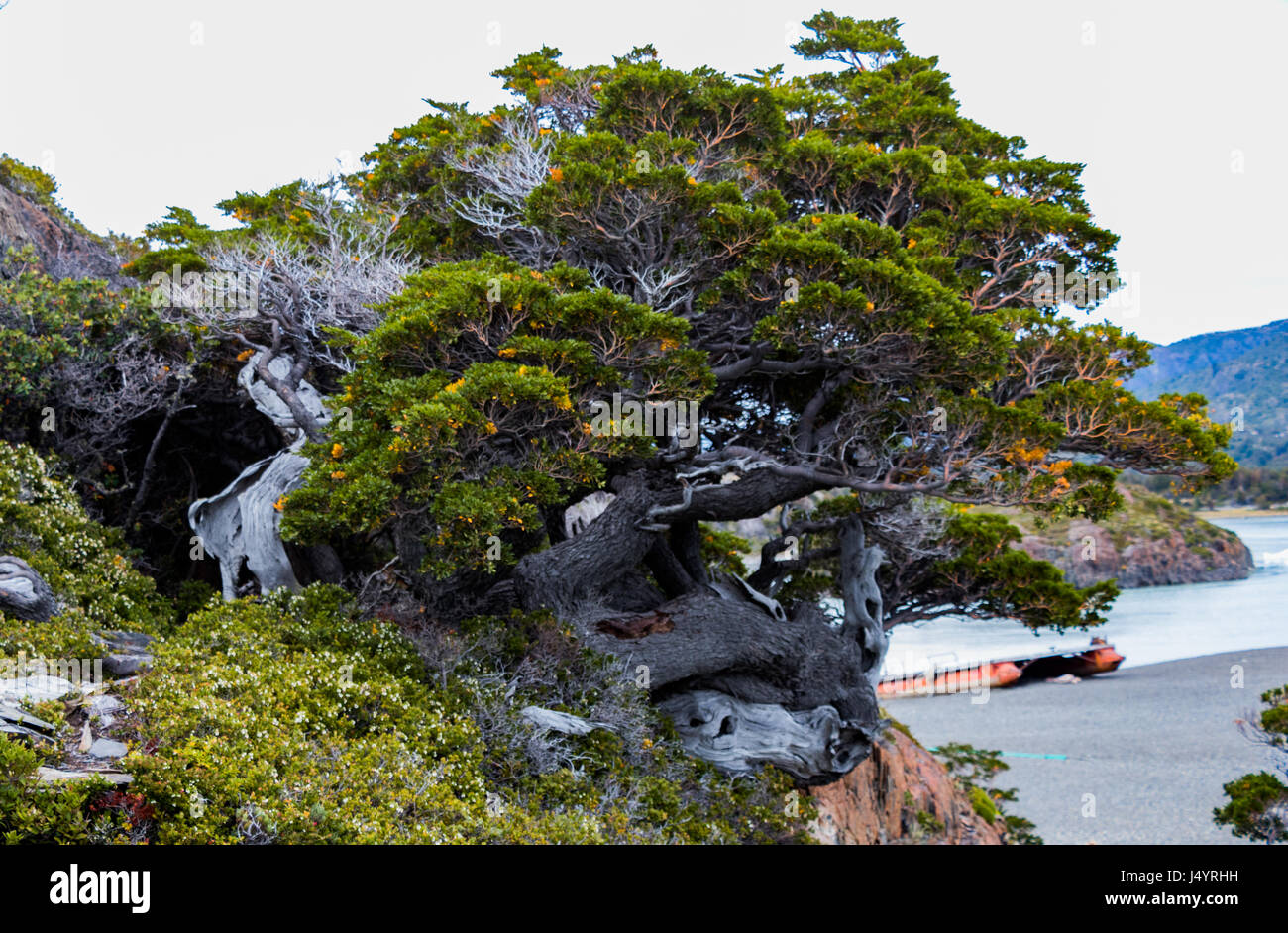 Old tree on Lake Gray shore, Torres del Paine National Park, Chile Stock Photo