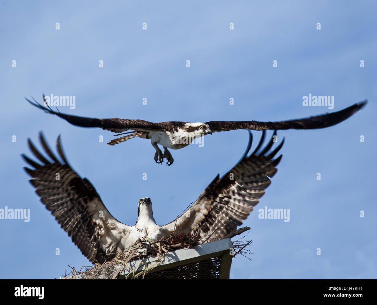Two ospreys near nest with wings spread wide Stock Photo Alamy